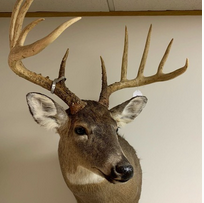 Steve Chupp Taxidermy Auction